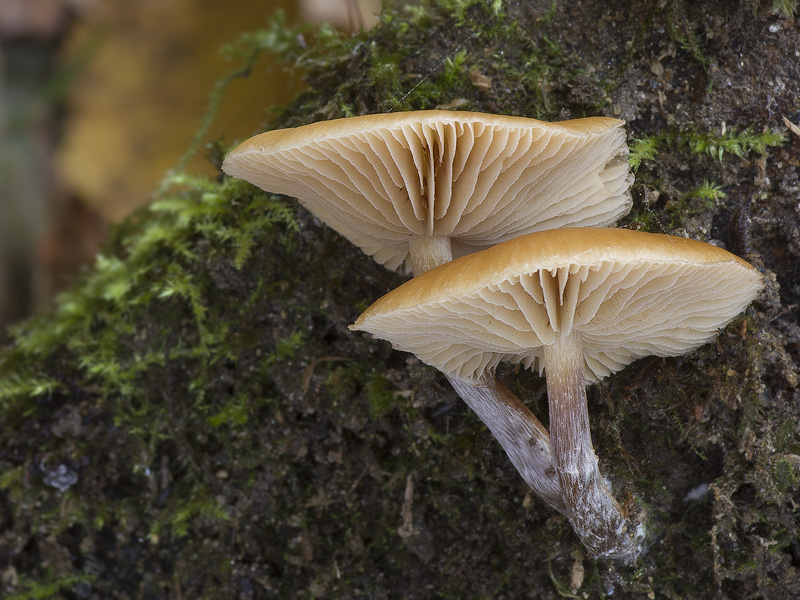 Galerina sideroides